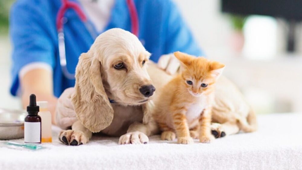 Medicii veterinari din întreaga țară protestează luni în Piața Victoriei, față de reducerea finanțării serviciilor sanitar-veterinare