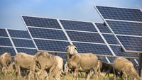 Volkswagen a „angajat” 100 de oi / Animalele pasc sub 31.000 de panouri solare, în locul mașinilor de tuns iarba