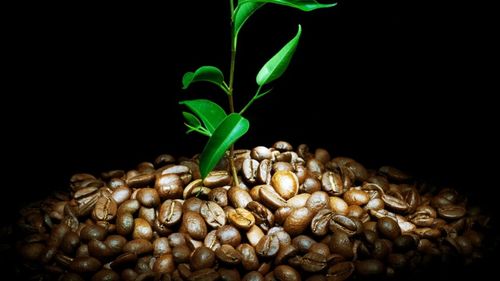 Zece lucruri uimitoare despre cafea, băutura care a schimbat lumea / De la crime și jafuri pe plantațiile de cafea, până la ceremonii și tradiții, toate legate de cea  mai consumată băutură din lume