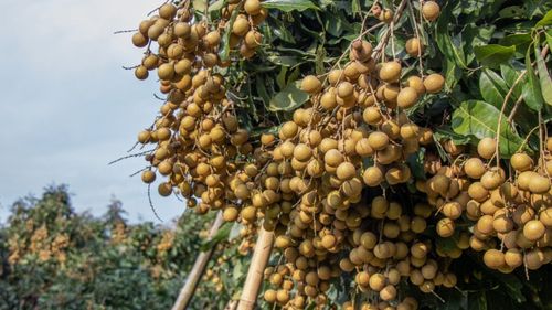 Cambodgia interzice importurile de fructe și legume thailandeze / Disputa frontalieră dintre Cambodgia și Thailanda se amplifică