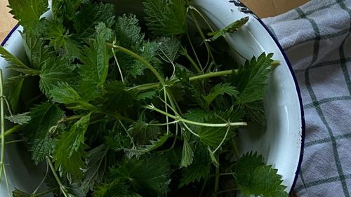 Urzica este sănătoasă pentru tine?/ Cauți un remediu pentru alergii și o modalitate naturală de a susține sănătatea articulațiilor sau reglarea glicemiei? Există numeroase beneficii ale urzicii de care poți profita