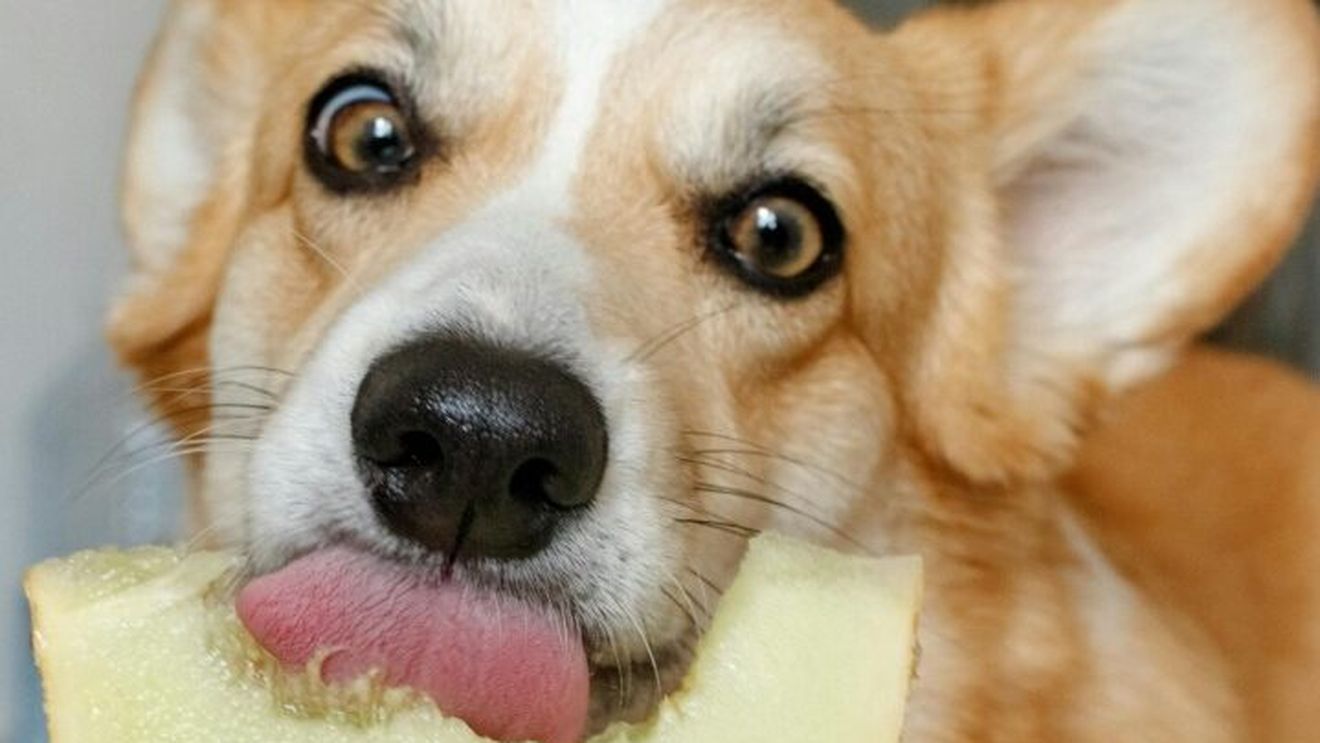 Cum dezveți un câine de obiceiurile alimentare greșite. Sfaturile medicului veterinar