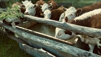 ANSVSA, recomandări pentru fermieri și proprietarii de animale de companie în timpul valului de căldură / Ce măsuri trebuie luate pentru protejarea animalelor