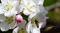 Dispariția insectelor amenință securitatea alimentară globală: cercetătorii avertizează asupra riscului de deficit de vitamine și foamete