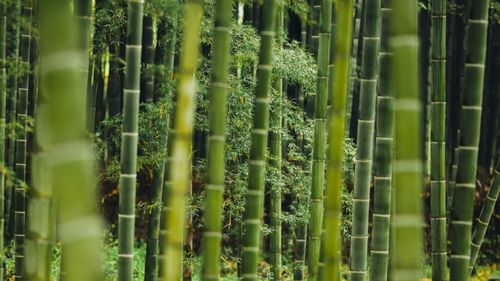 Care sunt cele mai profitabile culturi agricole în Italia. Bambusul și cânepa textilă, pe val