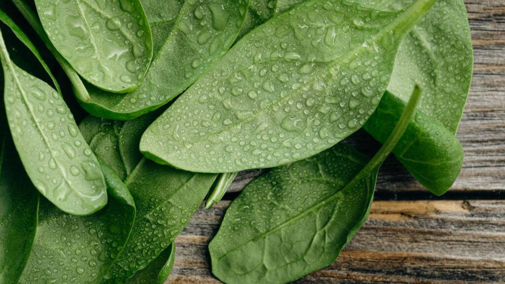 Cum prepari un pesto de leurdă: preparatul de post este excelent pentru o zi de primăvară / Se pregătește rapid, din numai câteva ingrediente