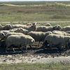Produsele animale s-au scumpit cu peste 12%/ Cele mai mari creșteri sunt la carnea de ovine +34,6% și ouăle de găină +24%