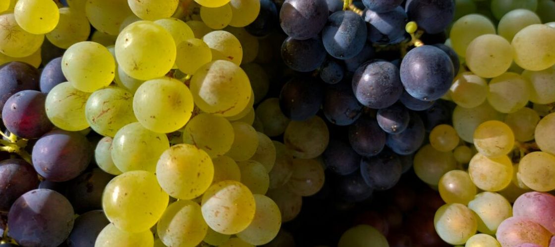 Expoziţie de struguri de masă la USAMV Cluj-Napoca. Vizitatorii pot descoperi zeci de soiuri şi participa la degustări