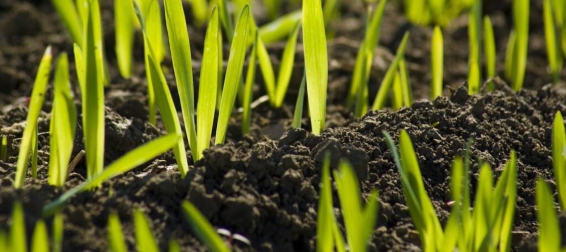 Precipitațiile de la începutul anului contribuie la dezvoltarea culturilor de toamnă / Gradul de răsărire la grâu este unul bun