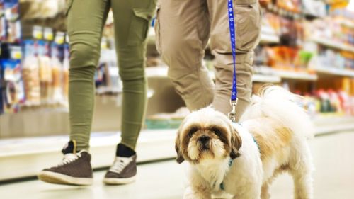 Cum poți face economii la mâncarea pentru câini? Soluții care pot ajuta bugetul