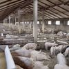 Mii de kilometri pătrați de ape subterane din vestul țării sunt contaminate, iar fermele de porci își monitorizează singure impactul asupra mediului