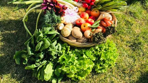 Sprijin pentru legumicultori: Ministerul Agriculturii lansează în dezbatere publică schema de ajutor de minimis pentru perioada 2025-2027