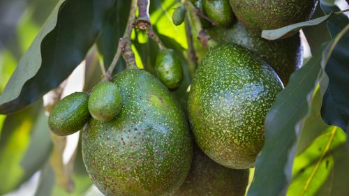 Avocado-ul fatal / Ce s-a întâmplat în cele patru zile după ce fructul a lovit în cap un bebeluș de numai 12 zile
