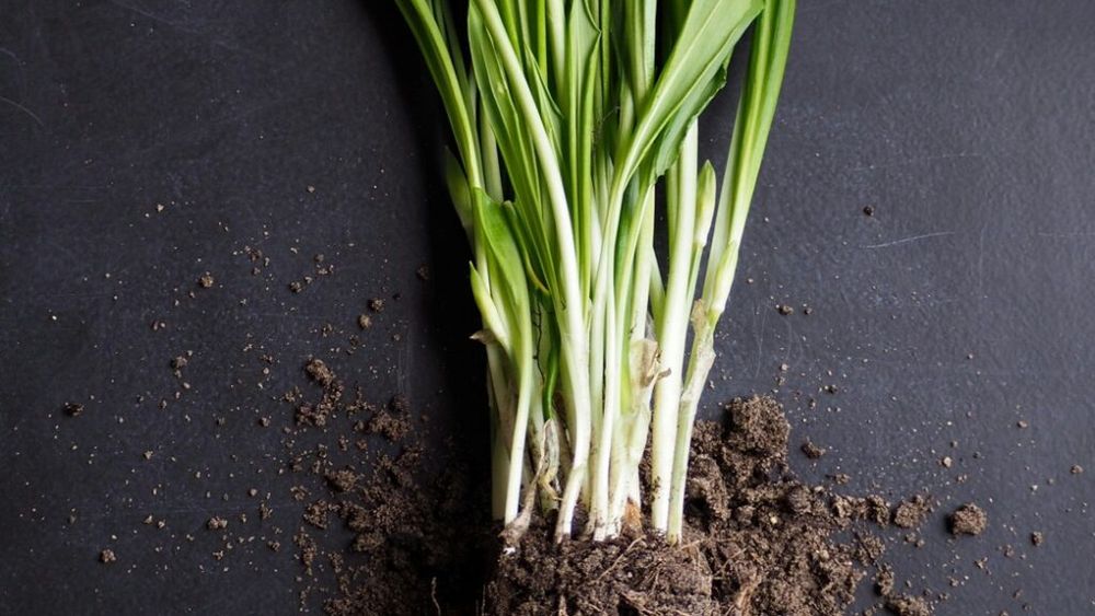 De ce merită să ții pe balcon un ghiveci cu lemongrass. Combate țânțarii și o poți folosi la gătit, inclusiv în deserturi, sau pentru ceai