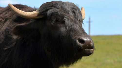 Bivolițe în loc de vaci? Pentru cel mai mare producator italian de lactate și brânzeturi din lapte de bivoliță alegerea reprezintă un pariu câștigat