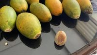 Nuca de betel, primul drog consumat încă din Epoca de Gheață / Descoperirea arată că substanțele psihoactive erau consumate cu mii de ani în urmă
