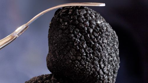 Președintele Comisiei pentru Ocrotirea Monumentelor Naturii spune că trufele ar trebui să fie protejate prin lege