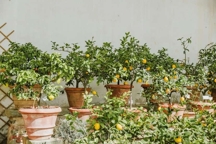 pomi-fructiferi-pomi-fructiferi-in-apartament-pomi-fructiferi-in-ghiveci-plante-de-interior-gradinarit-lamai-lamai-Meyer-smochin-smochin-in-ghiveci-avocado-Hass-bananier-bananier-pitic-portocal-calamondin-citrice-rodie-acerola-zmeur-fructe-cultivate-acasa-plante-fructifere