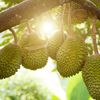 Fermierii vietnamezi renunță la cafea pentru durian. Cererea din China schimbă agricultura din regiune