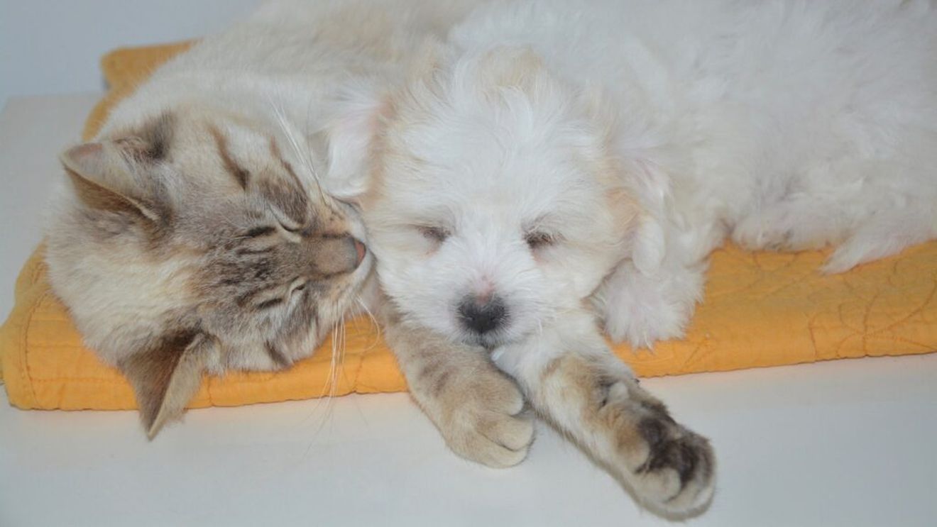 Extract de rozmarin ca antioxidant pentru hrana de pisici și câini, autorizat de Comisia Europeană