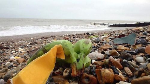 Tone de banane-platan pe plajele Angliei, după ce o navă container s-a răsturnat în larg