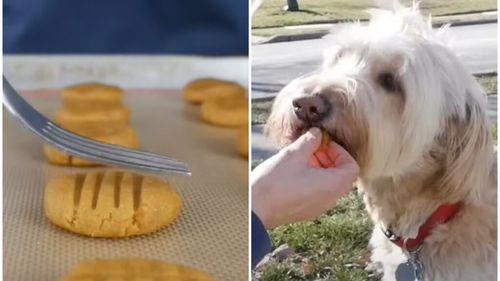 Rețetă de biscuiți moi pentru căței. O recompensă gustoasă și sănătoasă pe care o poți face în casă din 6 ingrediente / Preparat ideal pentru cățeii mai în vârstă, cărora nu le plac bunătățile crocante