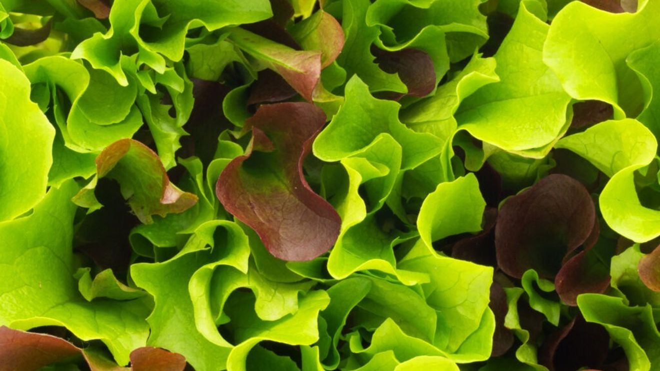 De ce salata verde devine roz când o tai și cât de sigură este pentru consum /  Specialiștii în siguranța alimentară spun că e un fenomen natural