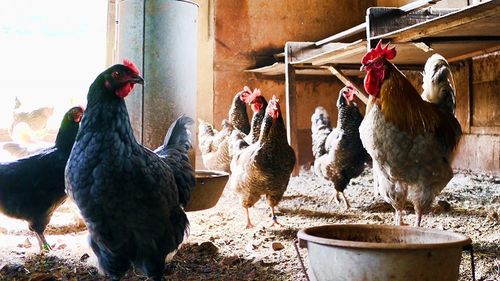 Statele europene și-au sporit producția de carne de pasăre în ultimii ani; România, pe locul șapte în topul marilor producători