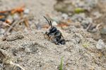 Un cimitir vechi de aproape 150 de ani ascunde una dintre cele mai mari colonii de albine documentate vreodată / Aproximativ 5,5 milioane de albine ascunse sub pământ