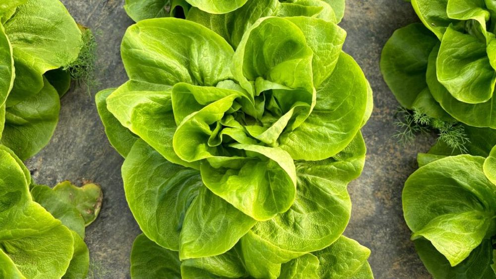 FOTO | Primăvara a venit mai devreme în piețe: Primele legume românești au apărut pe tarabe / Fermierii spun că temperaturile ridicate din această iarnă au favorizat o recoltă timpurie, iar clienții se pot bucura de ridichi, salată verde sau spanac