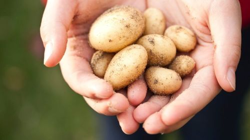 FURT DE PROPRIETATE INTELECTUALĂ: o autoritate de stat din India pierde în instanță în favoarea unei companii americane, într-un litigiu privind soiul de cartof FC5