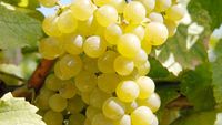Două soiuri de struguri pe care românii îi știu din copilărie au o origine neașteptată. Ce legătură au razachia și afuzalia cu Persia și lumea otomană