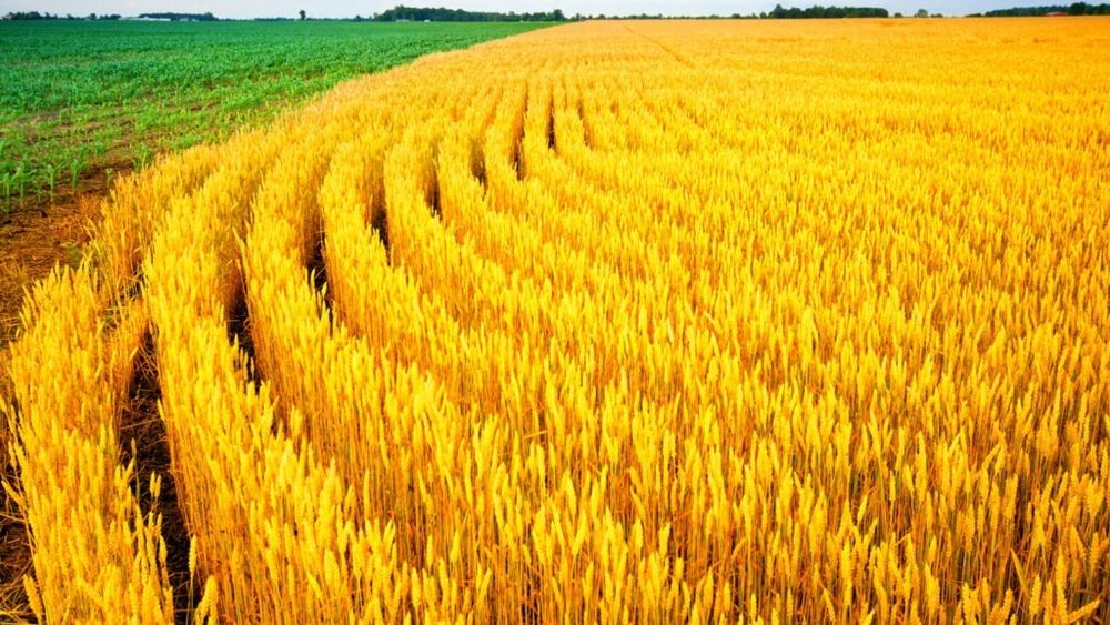 FAO anunță o creștere record a producției mondiale de cereale în 2025 / Este cel mai mare salt din ultimul deceniu, cu o producție estimată de aproape 3 miliarde tone de cereale