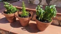 VIDEO | O mică grădină acasă? Iată cum să cultivi în bucătărie sau pe balcon propriile plante aromatice