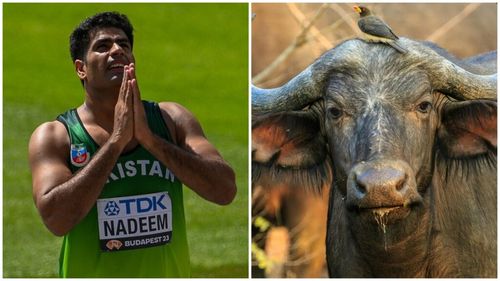 Arshad Nadeem, campionul olimpic la aruncarea suliței, recompensat de socrul său fermier cu un bivol