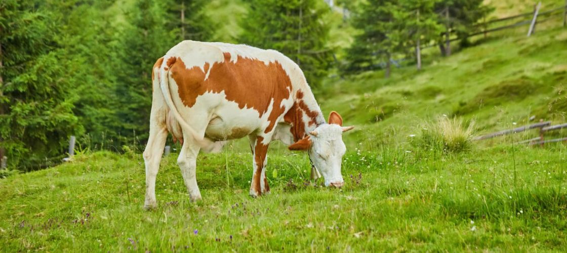 Fermierii din Bucovina se tem că vor rămâne fără piață pentru lapte după 1 august / Ei fac un apel public către procesatori și investitori