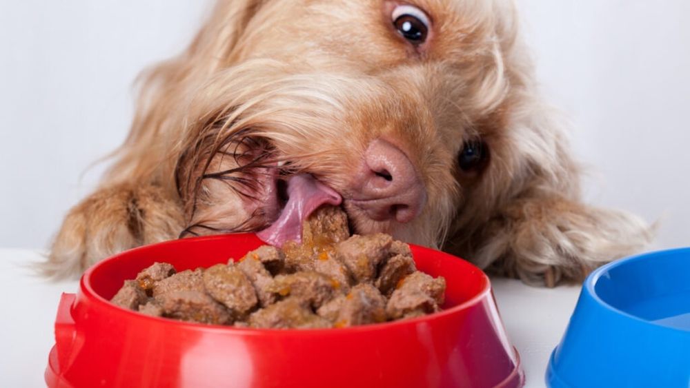 Hrană care combate anxietatea animalelor de companie/ 70% dintre câini manifestă comportamente de acest tip, de la sensibilitate excesivă la zgomote, până la reacții de frică sau probleme de separare