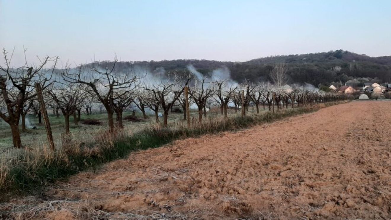 VIDEO | Înghețul pune în pericol fenofazele esențiale: Pomicultorii recurg la focuri controlate pentru salvarea culturilor