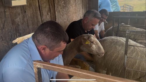 VIDEO EXCLUSIV| Ministrul Agriculturii, filmat în timp ce mulge o oaie. Florin Barbu: „Crezi că mă pricep?” / Filmarea nu apare în comunicarea oficială a ministerului, nici pe pagina de Facebook a ministrului sau a PSD