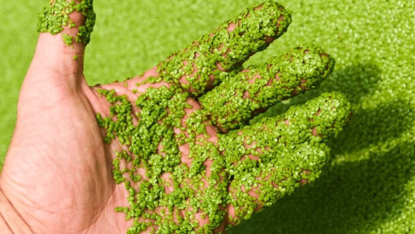 Proteinele din lintiță, o plantă acvatică ce crește și în România, cunoscută și sub denumirea de iarba broaștei, aprobate pentru consum de către agenția americană pentru alimente, sub denumirea Rubi Protein