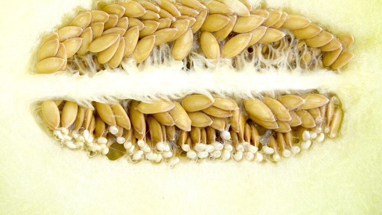 Niște semințe aparent banale, pe care de obicei le aruncăm, sunt un concentrat de sănătate și conțin în principal proteine, vitamine și uleiuri sănătoase