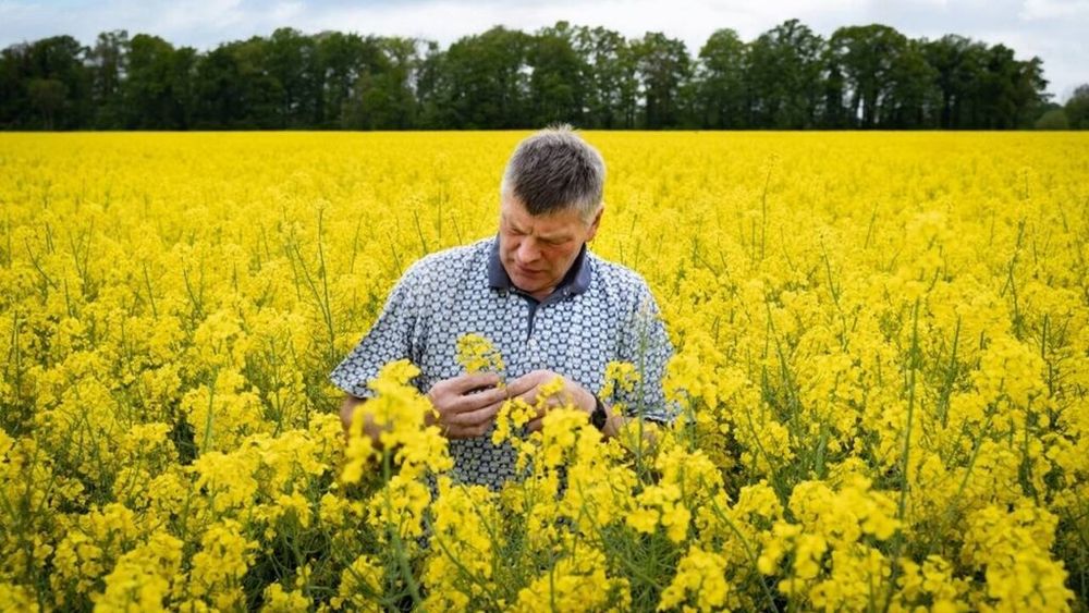 Cultură de rapiță: Protecție împotriva atacului gândacului lucios și azot natural într-o singură semănare / Cum este posibil