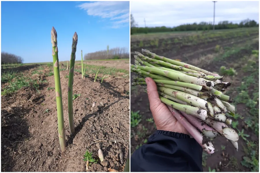 cultura de sparanghel plante perene cultivare sparanghel