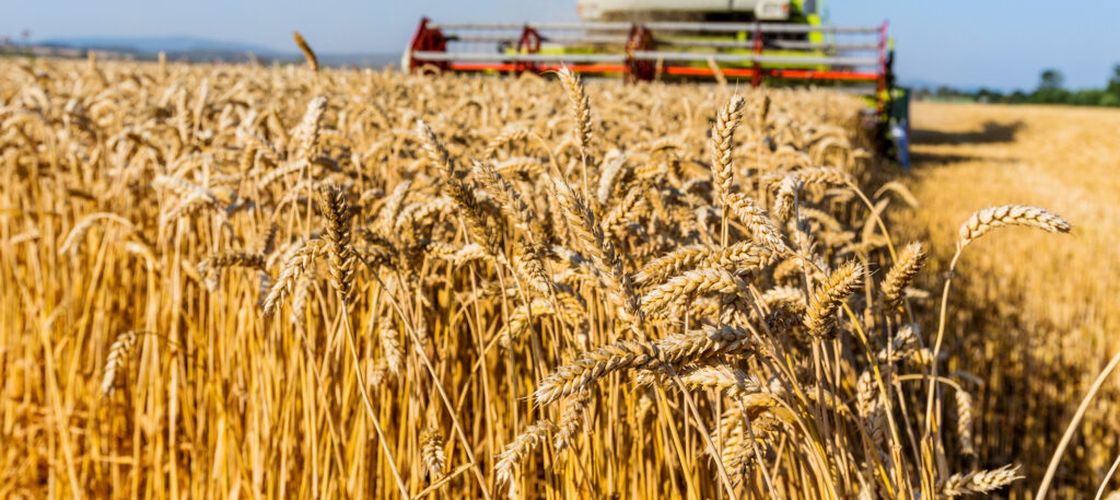 Prețurile produselor agricole au avut cea mai mare creștere trimestrială din 2022. De ce ar putea alimenta din nou inflația