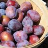 România produce cele mai multe prune din Europa, dar aproape 80% din recoltă ajunge la distilerii: „Pomicultura s-a fragmentat foarte mult în ultimii ani, au apărut foarte multe ferme mici”