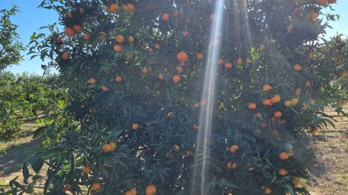 Calea mandarinelor grecești: culese din livezile din Missolonghi și Patras, fructele sunt transportate cu camioanele în piețele de gros din București