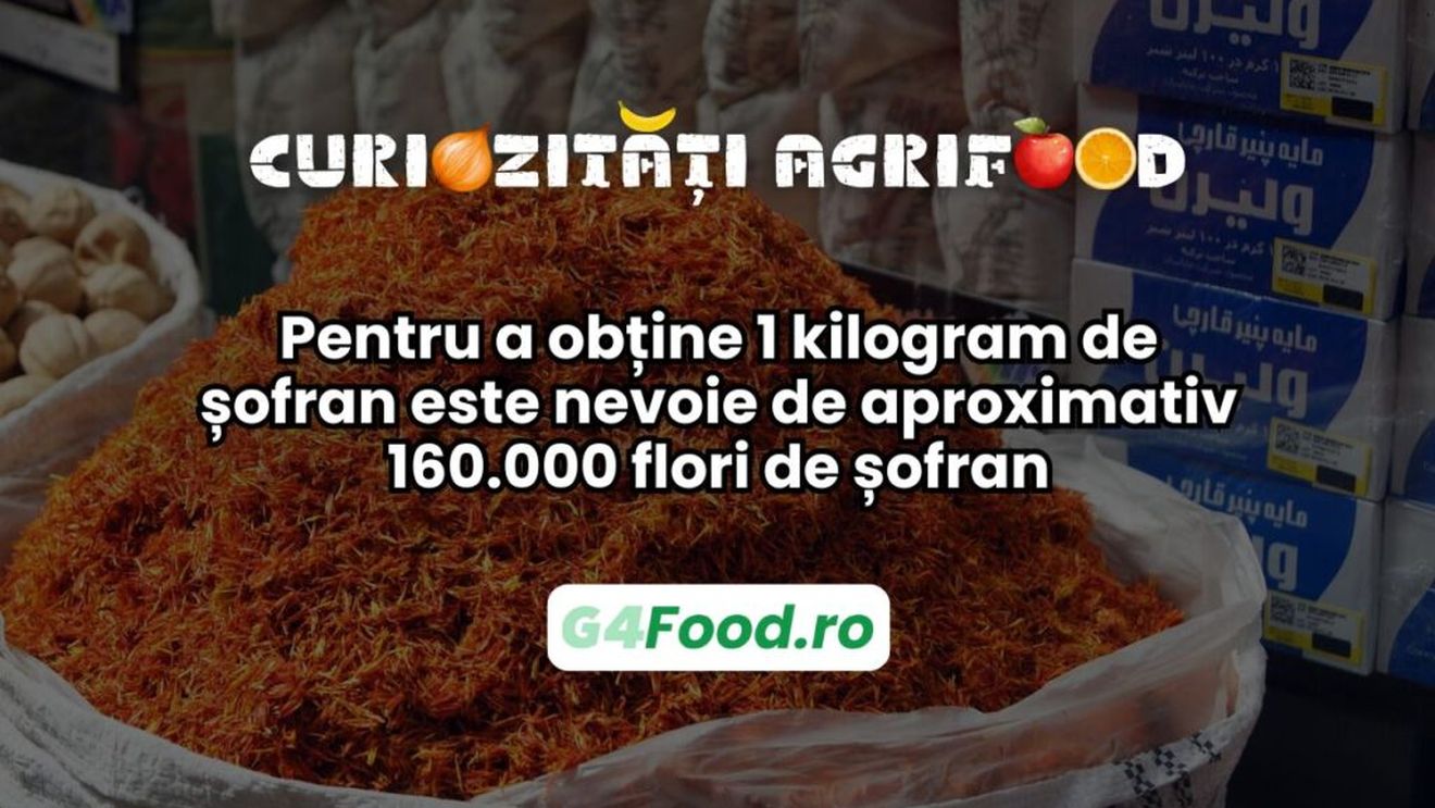 Curiozitate agri-food: Pentru a obține 1 kilogram de șofran este nevoie de aproximativ 160.000 flori de șofran