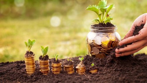 Sprijin pentru legumicultori / Guvernul a aprobat schema de ajutor de minimis pentru 2025-2027