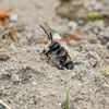 Un cimitir vechi de aproape 150 de ani ascunde una dintre cele mai mari colonii de albine documentate vreodată / Aproximativ 5,5 milioane de albine ascunse sub pământ