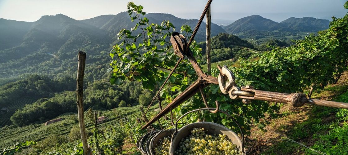 Prosecco premium din Italia începe să concureze Champagne: regiunea puțin cunoscută care schimbă regulile jocului / Ce face diferit Conegliano Valdobbiadene
